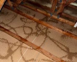 Insulation installation beneath wooden floor joists in a building.